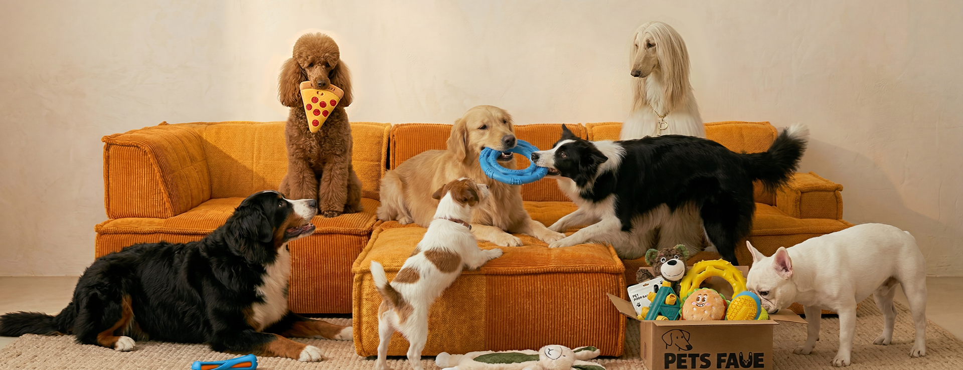 Cute dogs on sofa | Golden Retriever, Border Collie, Poodle, French Bulldog and more playing with PetsFave dog toys and accessories