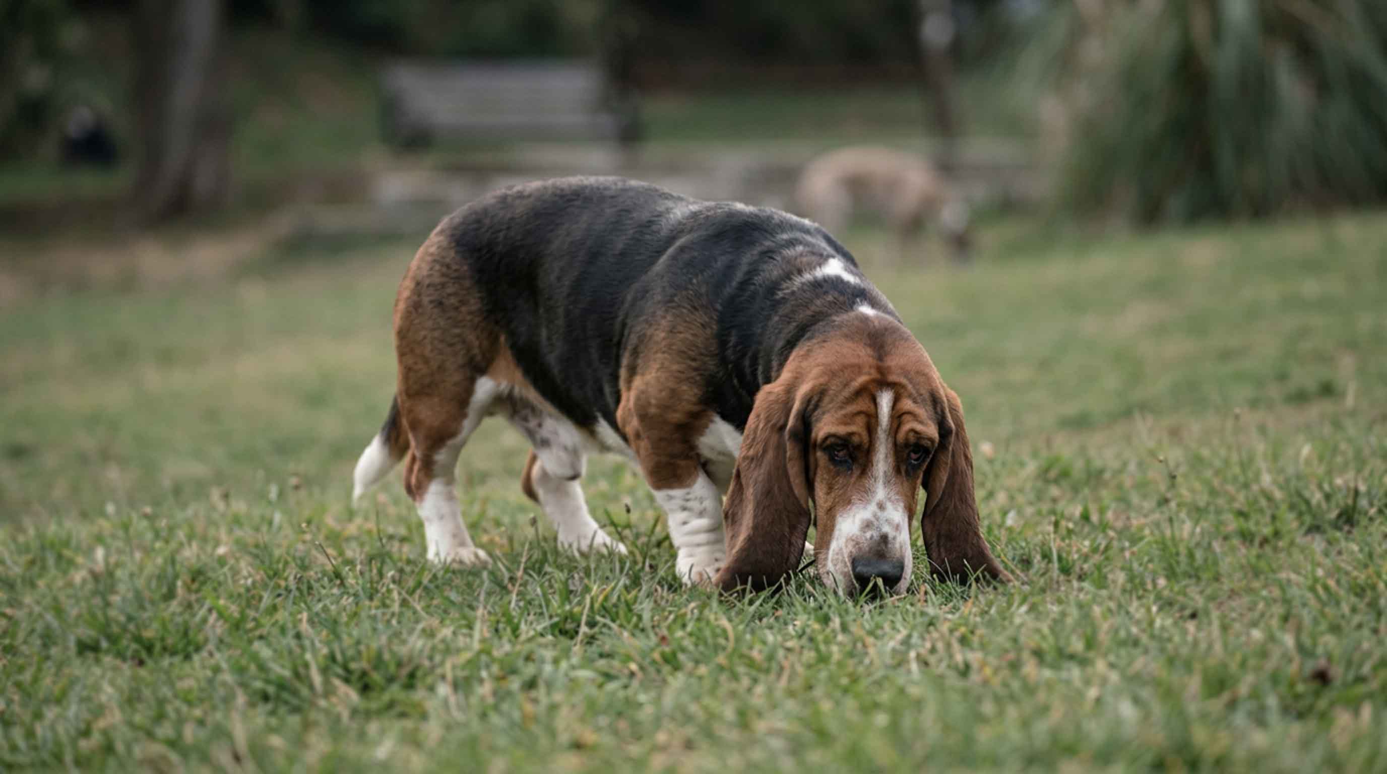 Basset Hound sniffing the grass outdoors – perfect example of a Hound Group breed enjoying active play with our Hound Group dog toys bundle