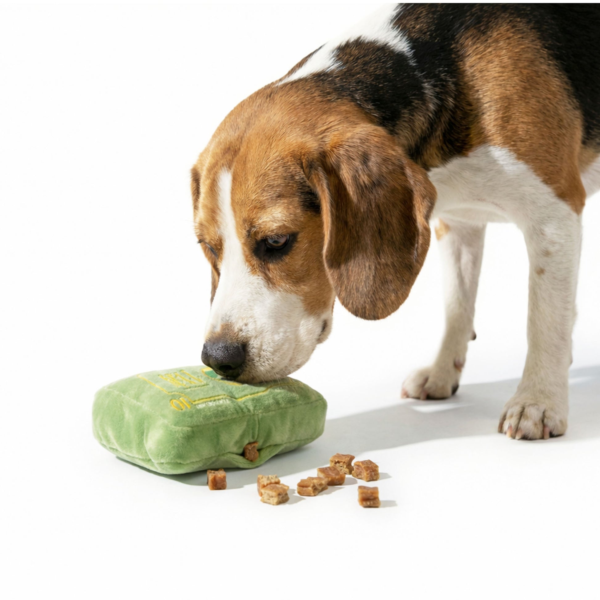 Beagle dog excitedly playing with Plush Dollar Dog Toy, sniffing and searching for hidden treats in pocket