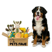 Large Bernese Mountain Dog sitting proudly next to PetsFave toy bundle box containing plush rabbit, bear, burger toy, and dental chews