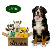 Large Bernese Mountain Dog sitting proudly next to PetsFave toy bundle box containing plush rabbit, bear, burger toy, and dental chews