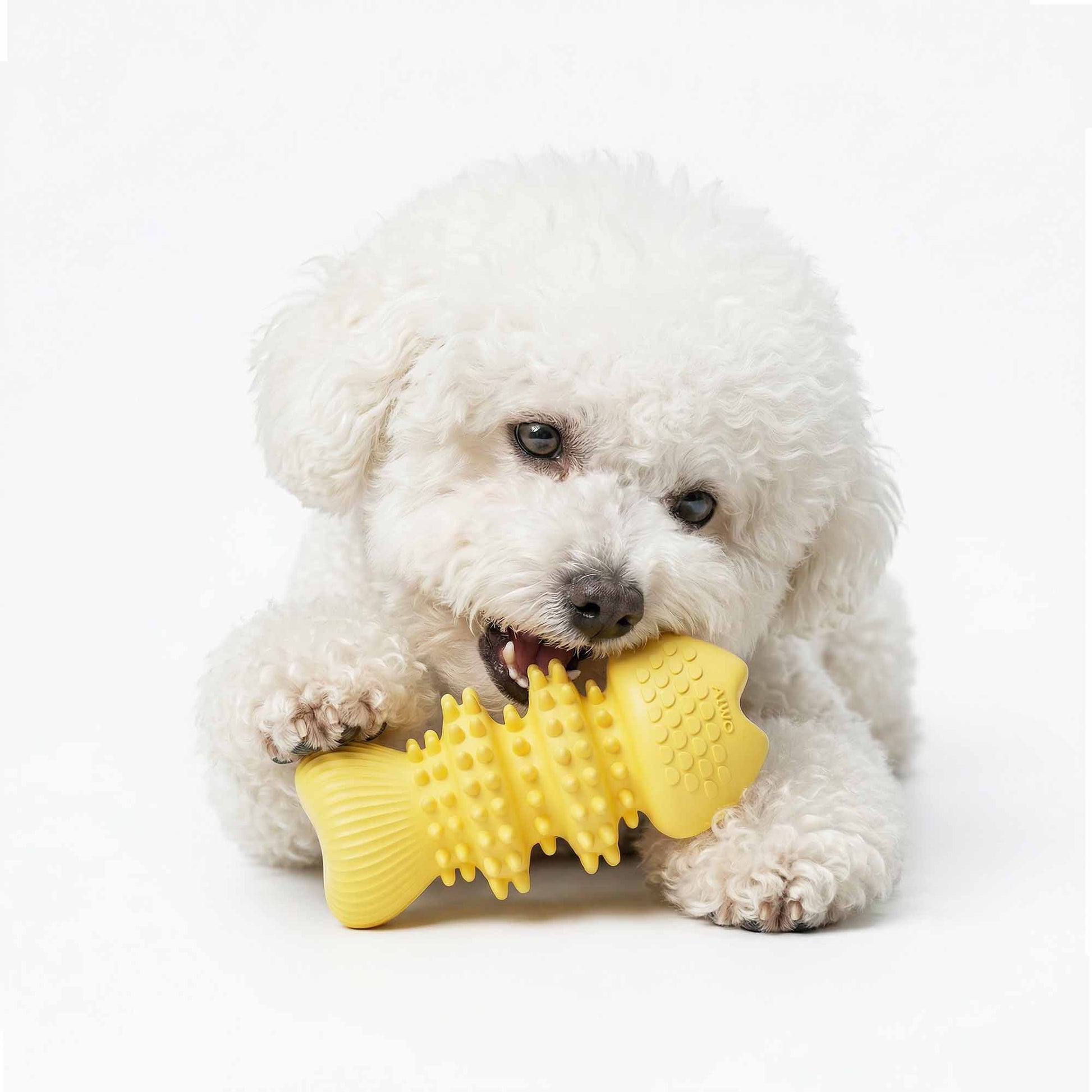 Bichon Frise engaging with squeaky fish bone dog chew toy – soft spikes cleaning teeth and massaging gums during play