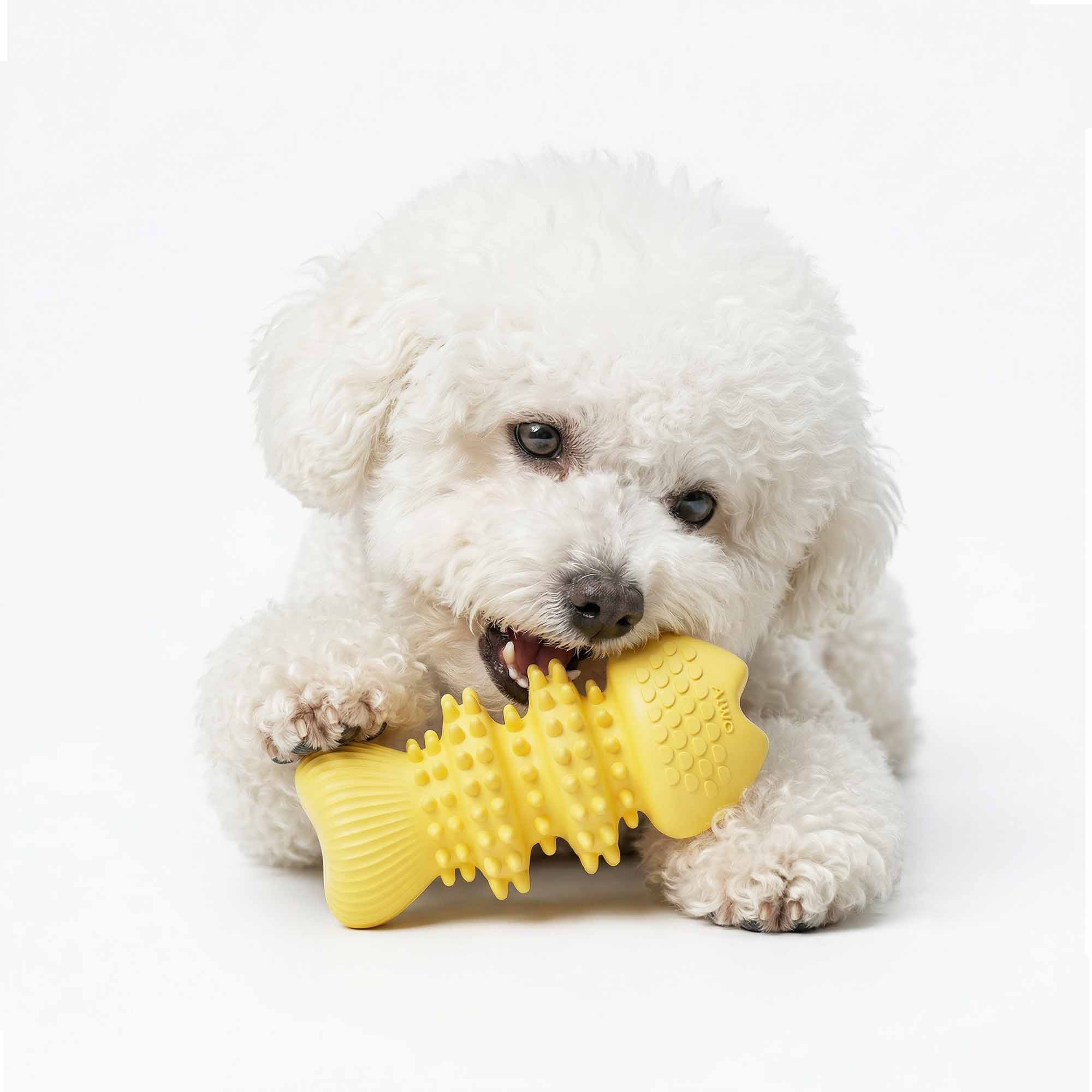 Bichon Frise engaging with squeaky fish bone dog chew toy – soft spikes cleaning teeth and massaging gums during play