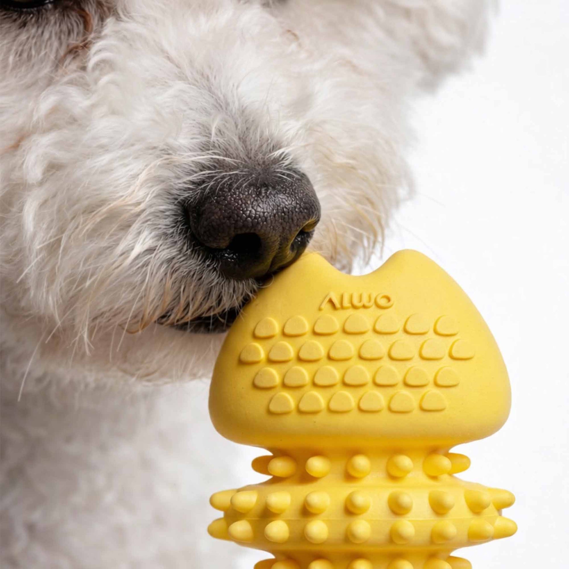 Bichon Frise dog playing with durable squeaky fish bone chew toy – interactive TPR dental fun for small breeds