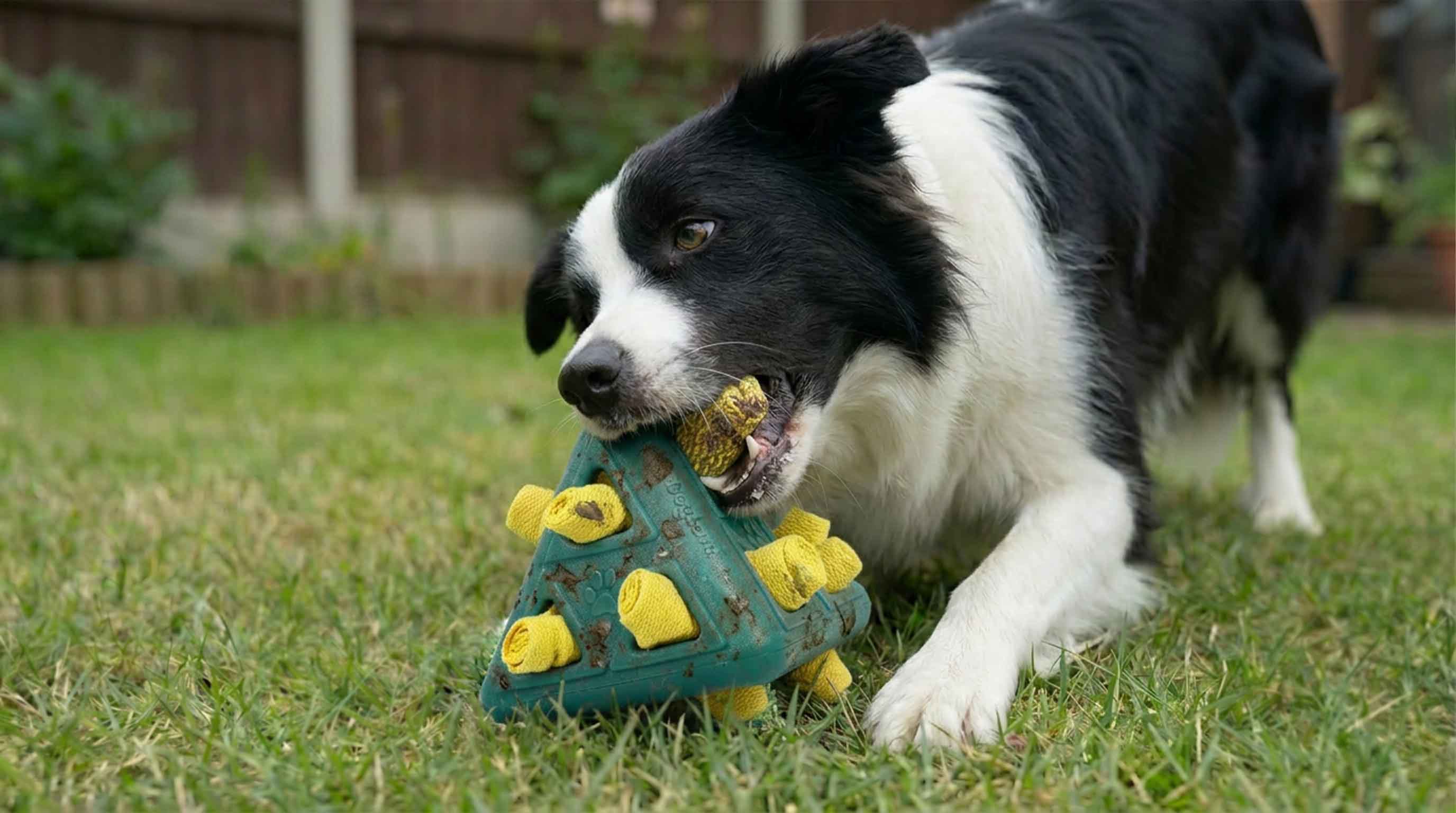 Pets Fave