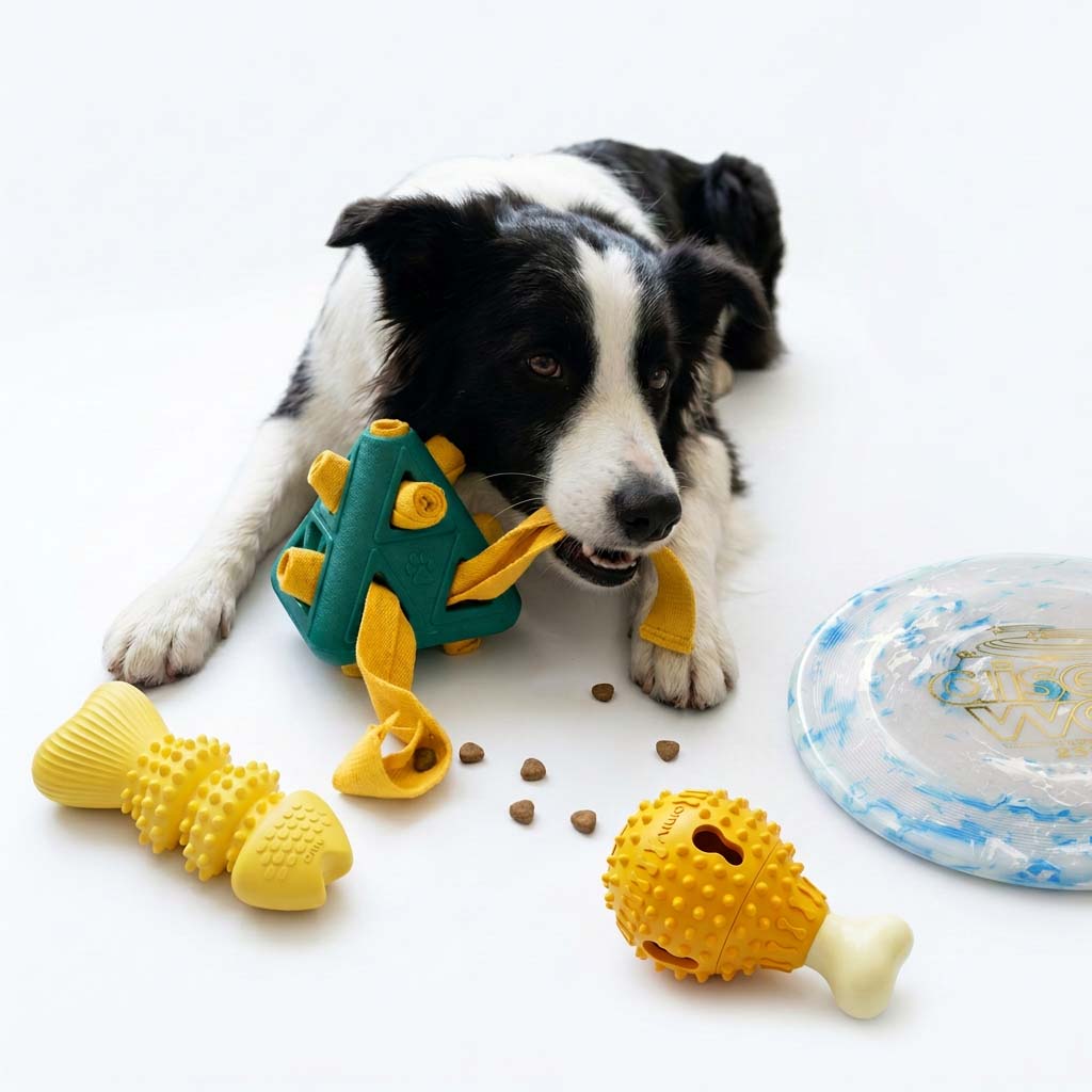 border-collie-chew-treat-dispenser-fish-bone-drumstick-frisbee-dog-toy