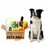 Black and white Border Collie smiling beside PetsFave toy bundle box with plush whiskey bottle, spiky balls, and interactive dog toys