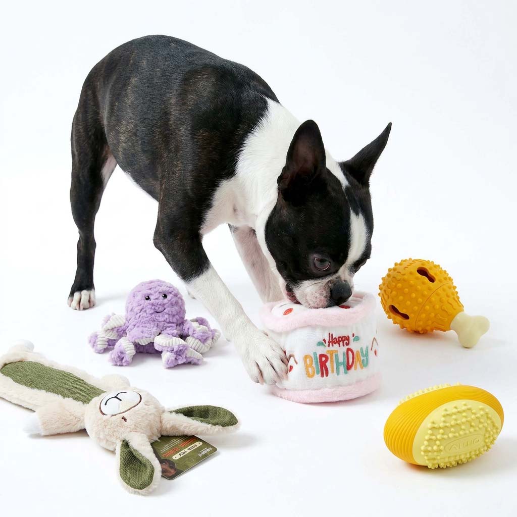 boston-terrier-sniff-play-with-plush-birthday-cake-octopus-drumstick-football