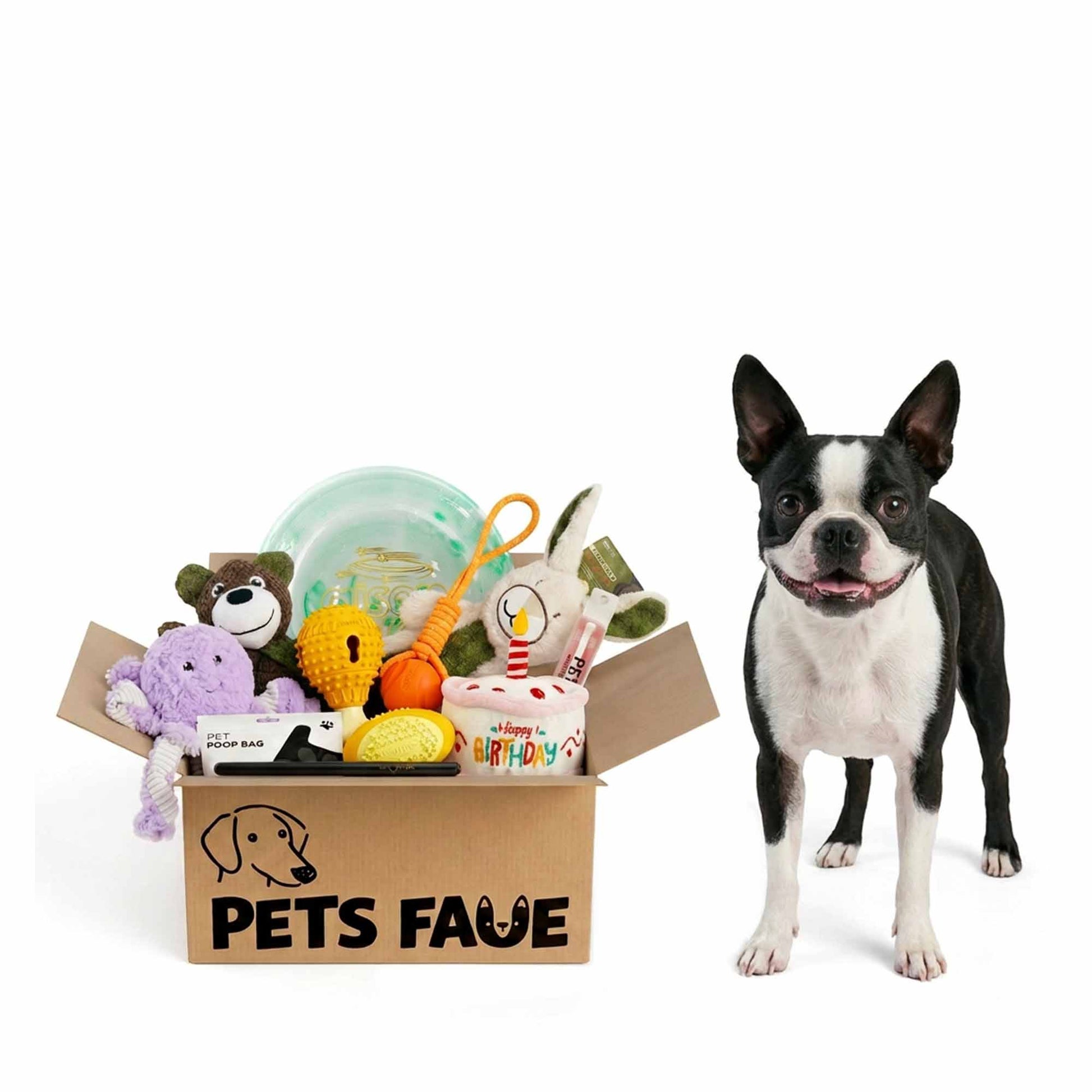 Black and white Boston Terrier standing beside PetsFave birthday-themed toy bundle box with cake plush, purple octopus, and fun dog toys