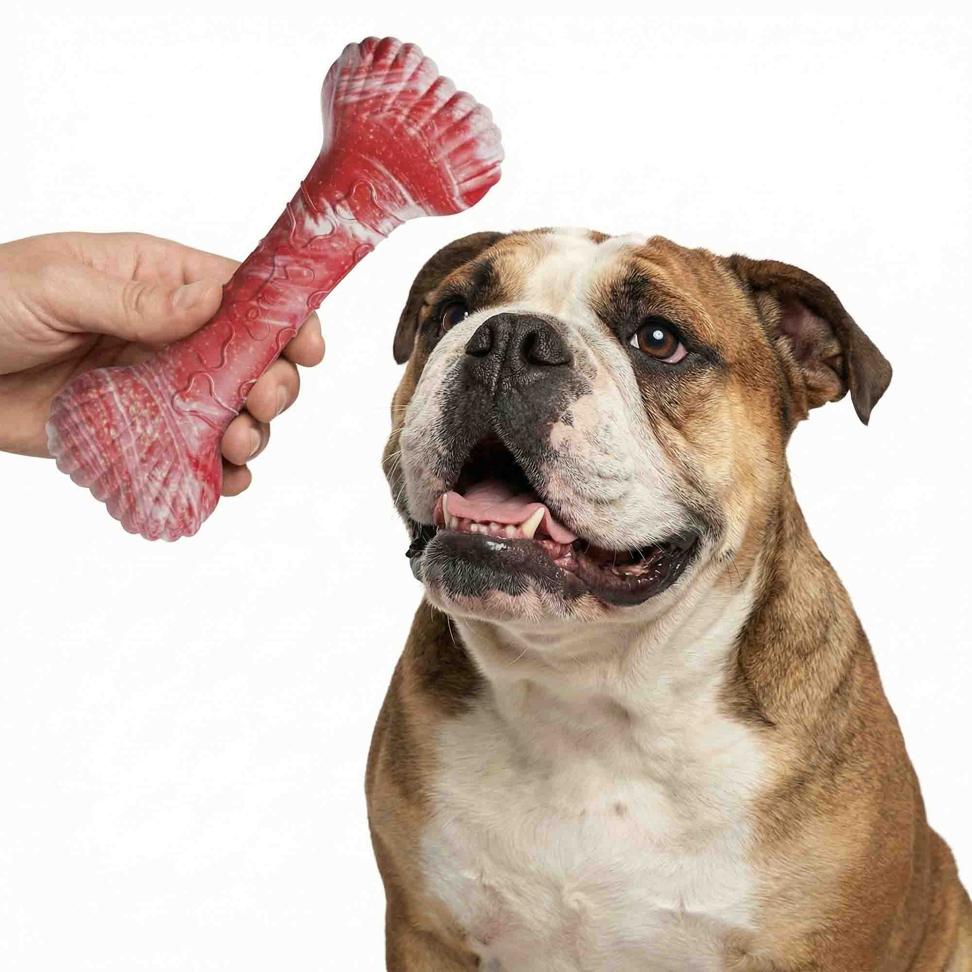 Cute Bulldog looking up at red shell bone dog chew toy, perfect for fetch, tug, and chew sessions
