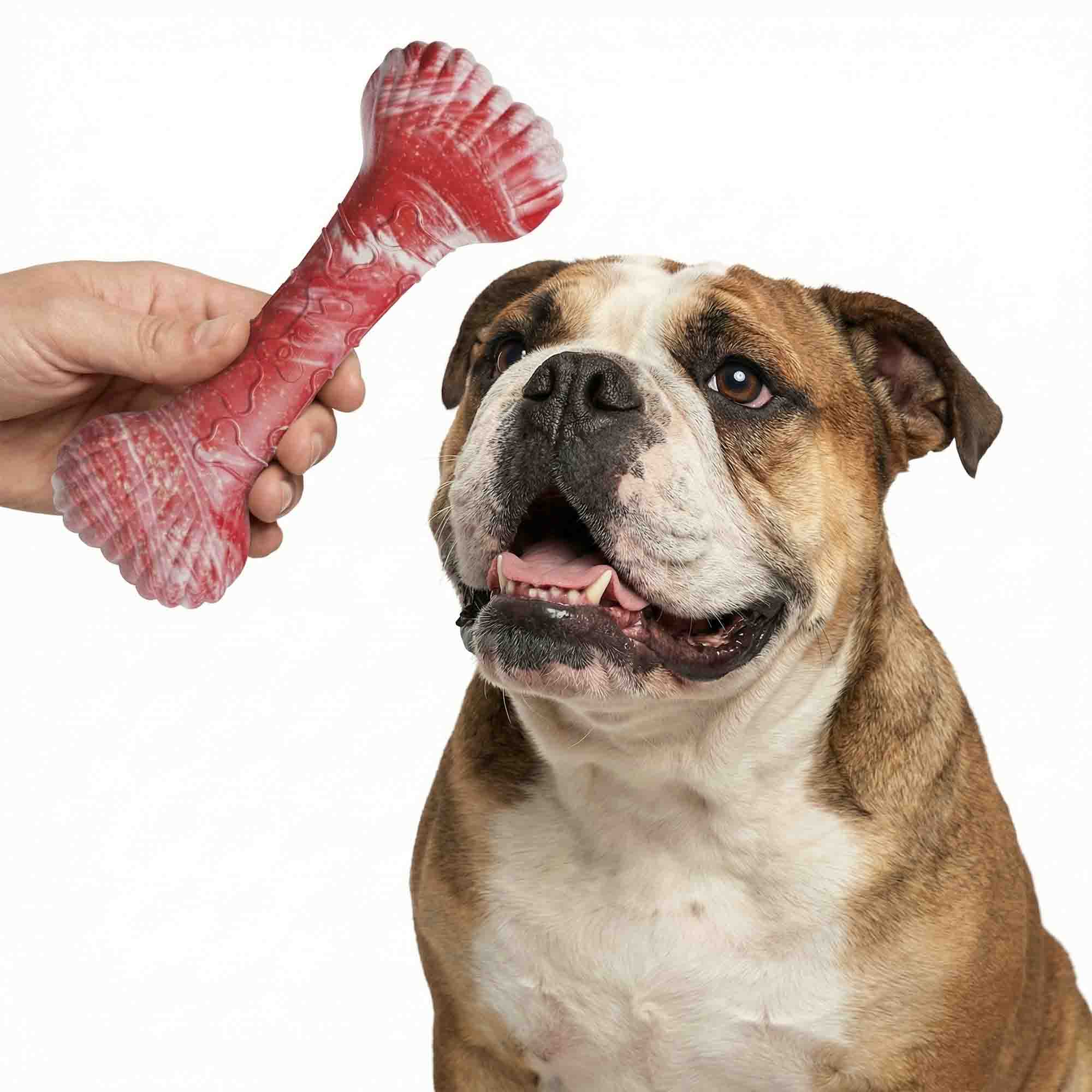Cute Bulldog looking up at red shell bone dog chew toy, perfect for fetch, tug, and chew sessions