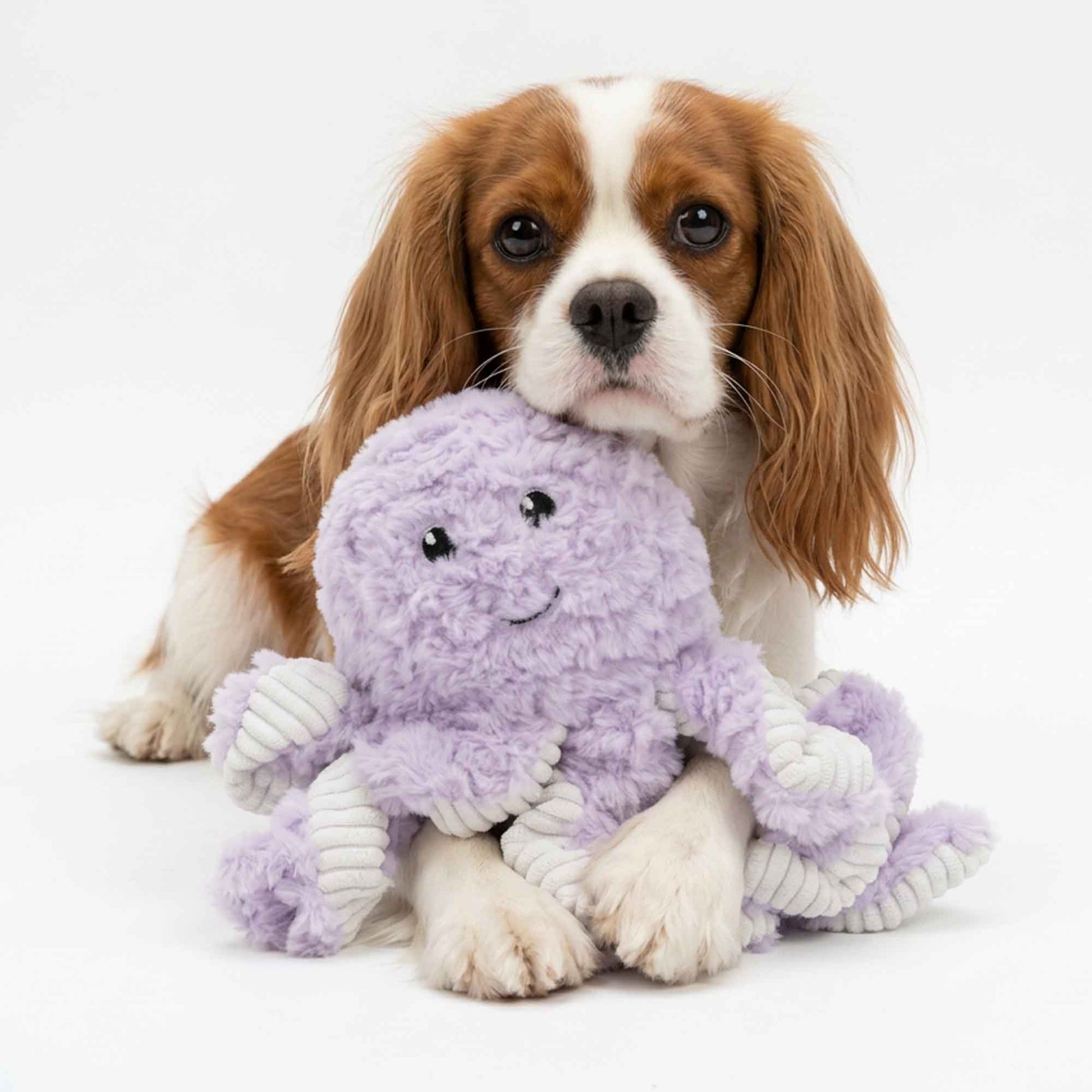 Adorable Cavalier puppy hugging purple squeaky octopus plush toy – provides deep emotional security, safe snuggle comfort, and gentle dental care during relaxation