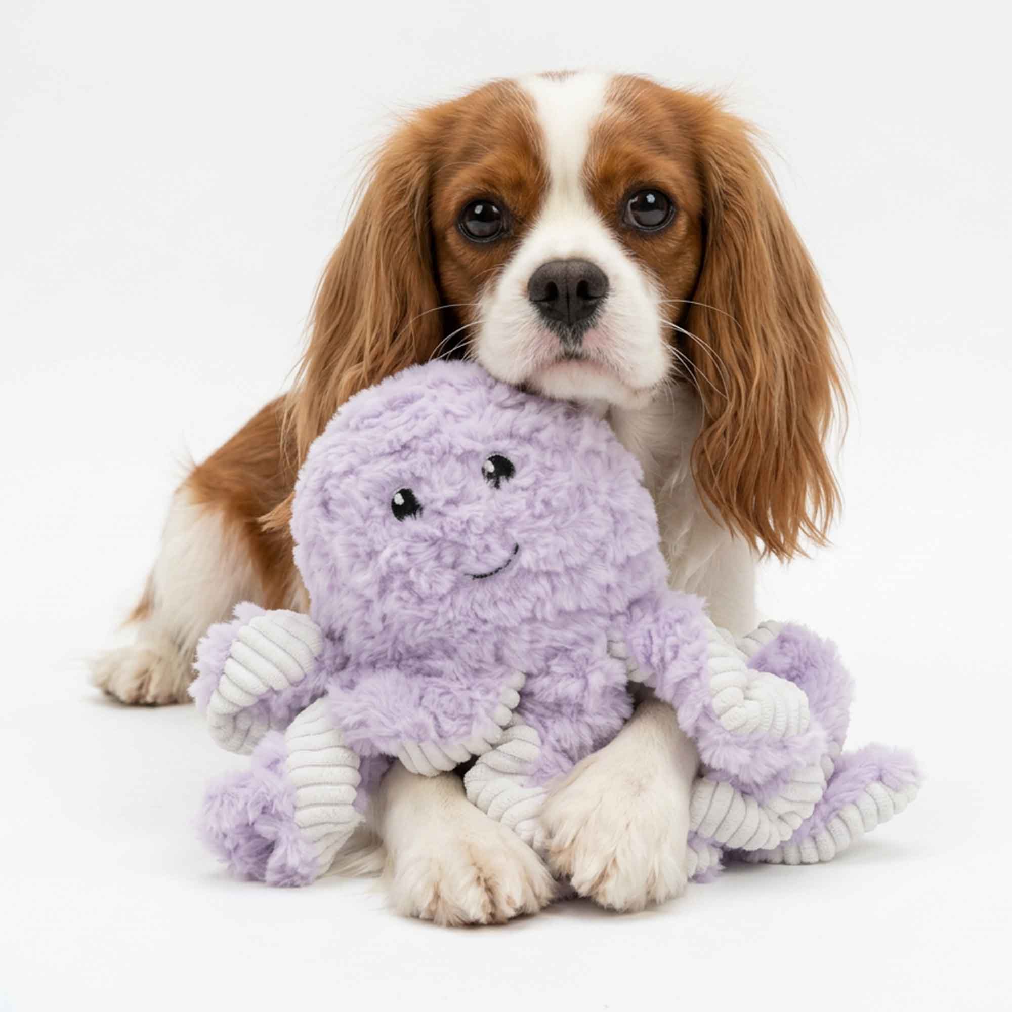 Adorable Cavalier puppy hugging purple squeaky octopus plush toy – provides deep emotional security, safe snuggle comfort, and gentle dental care during relaxation