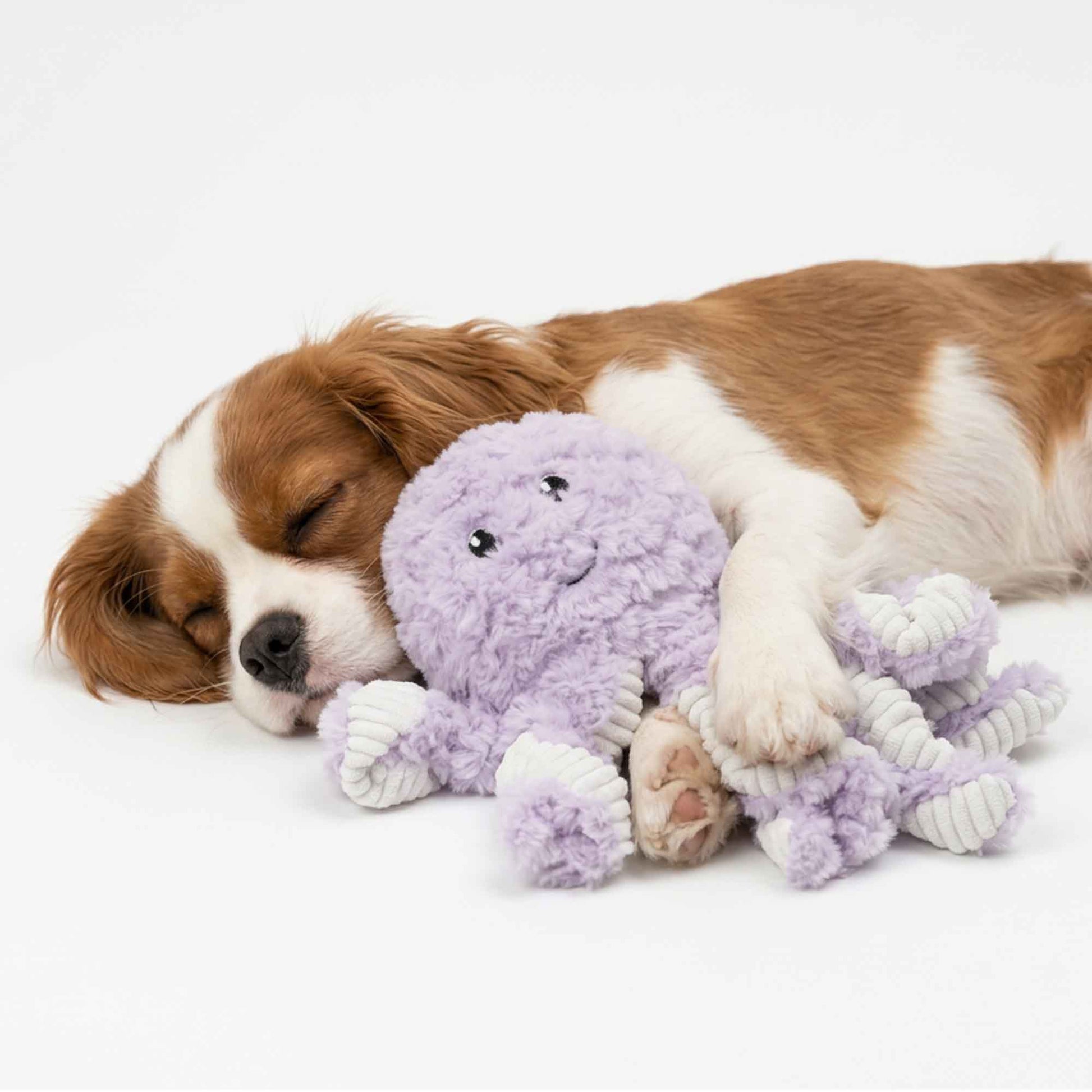 Cavalier King Charles Spaniel dog cozily snuggling with purple squeaky octopus plush toy – perfect for emotional support, bedtime security, and gentle teeth cleaning