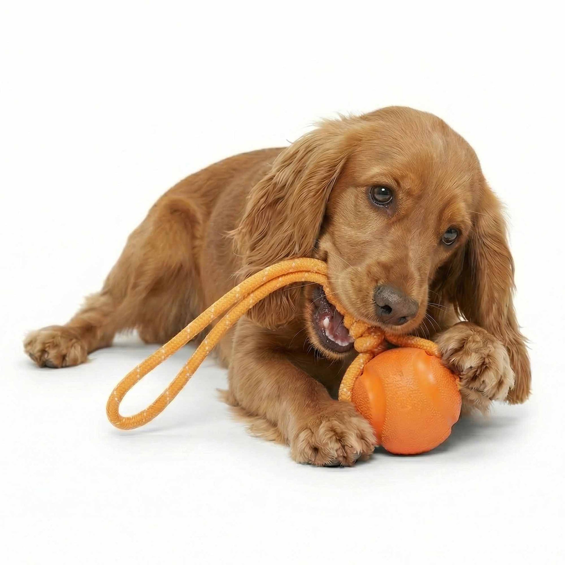 Cocker Spaniel engaging with durable rope with rubber ball dog toy – strong fetch and chew play with reflective safety stripes