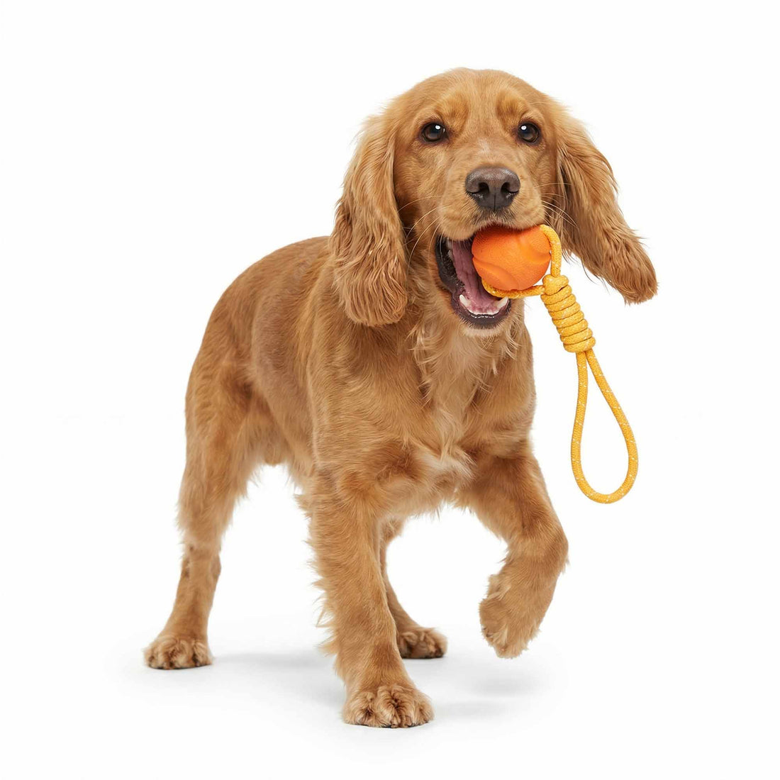 Cocker Spaniel dog tugging and playing with durable rope rubber ball toy – interactive reflective tug fun for energetic breeds