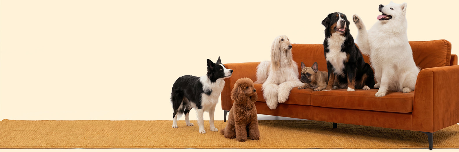 Group of happy dogs from different breeds including Border Collie, Toy Poodle, Afghan Hound, French Bulldog, Bernese Mountain Dog, and Samoyed posing together on an orange couch – PetsFave