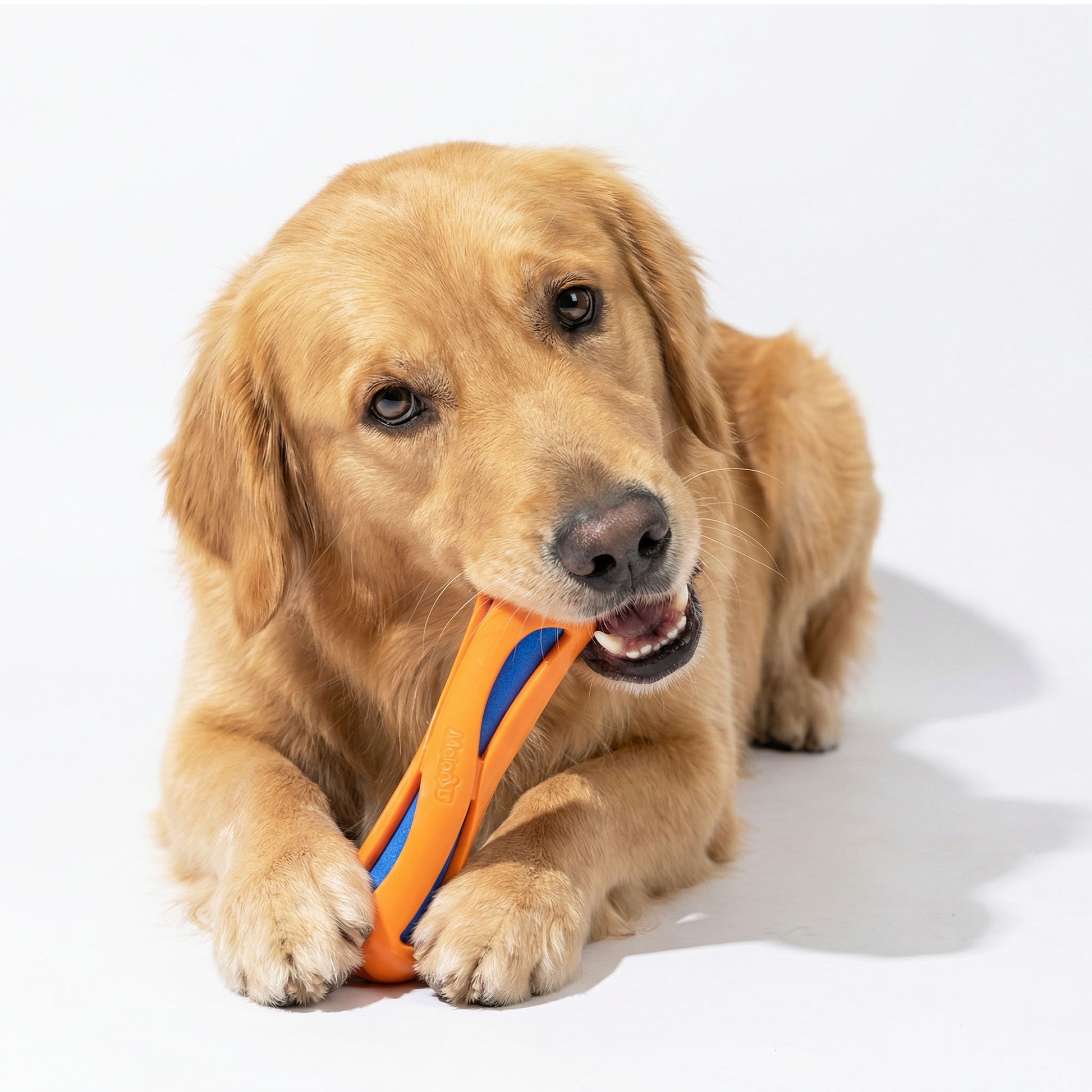 Happy Golden Retriever playing tug with Durable Swim Noodle Dog Toy in outdoor play session