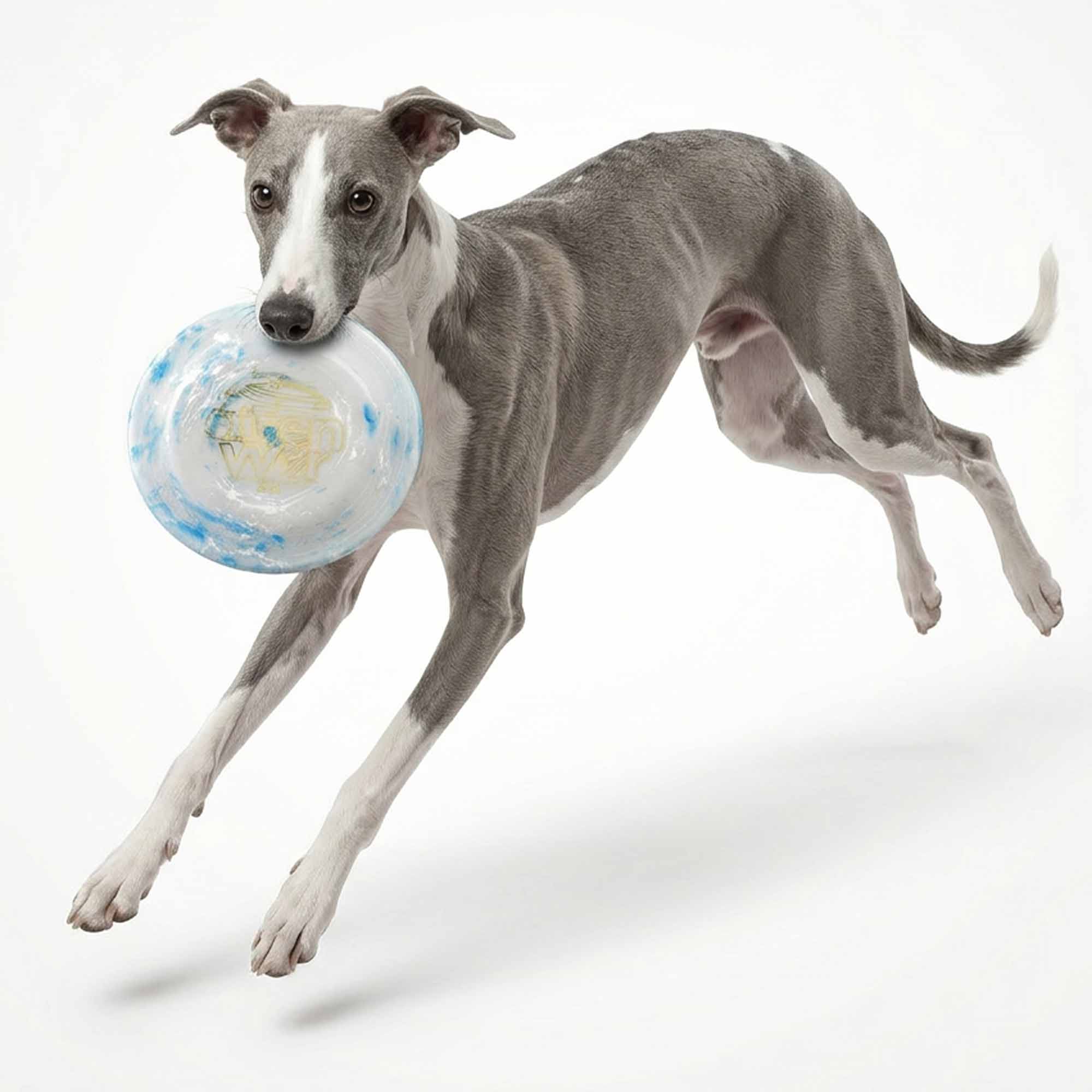 Greyhound dog leaping to catch blue frisbee dog toy – durable PE disc flies longer and higher with special anti-slip grip for fun fetch