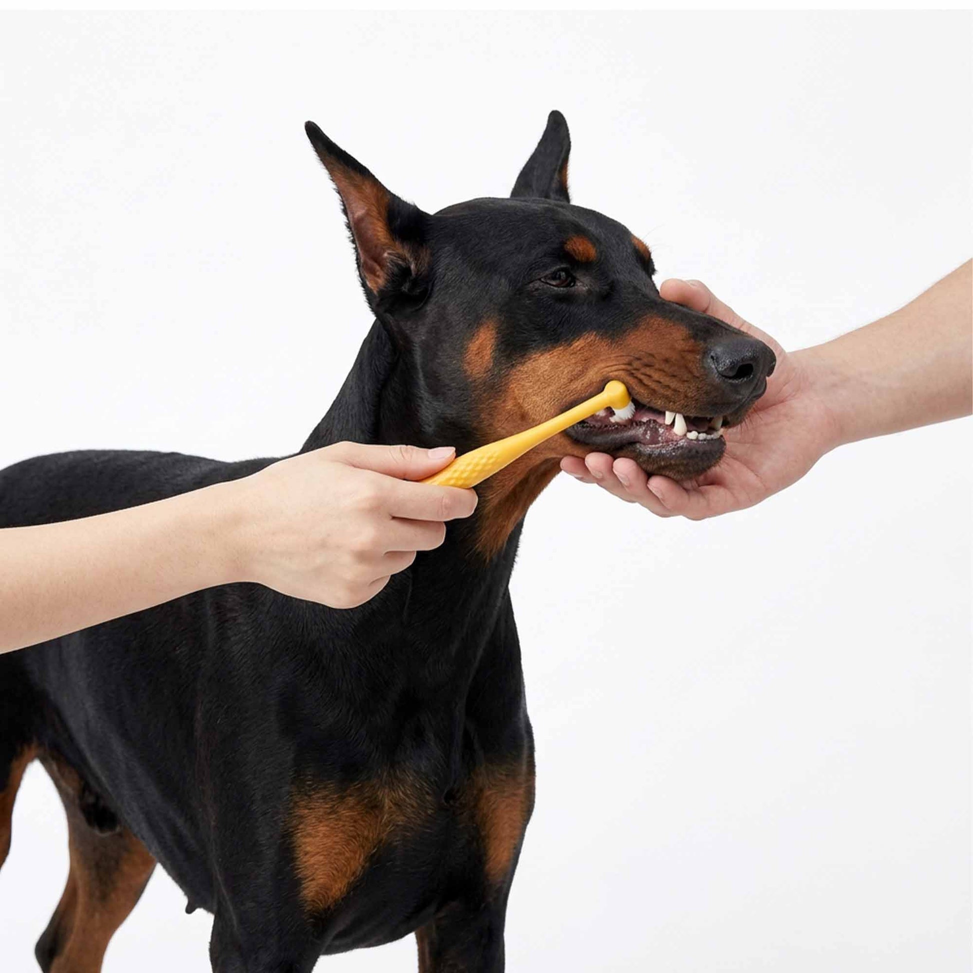 Ergonomic orange handle of dual-head pet toothbrush set – comfortable non-slip grip with tapered and rounded tips for easy dog dental care