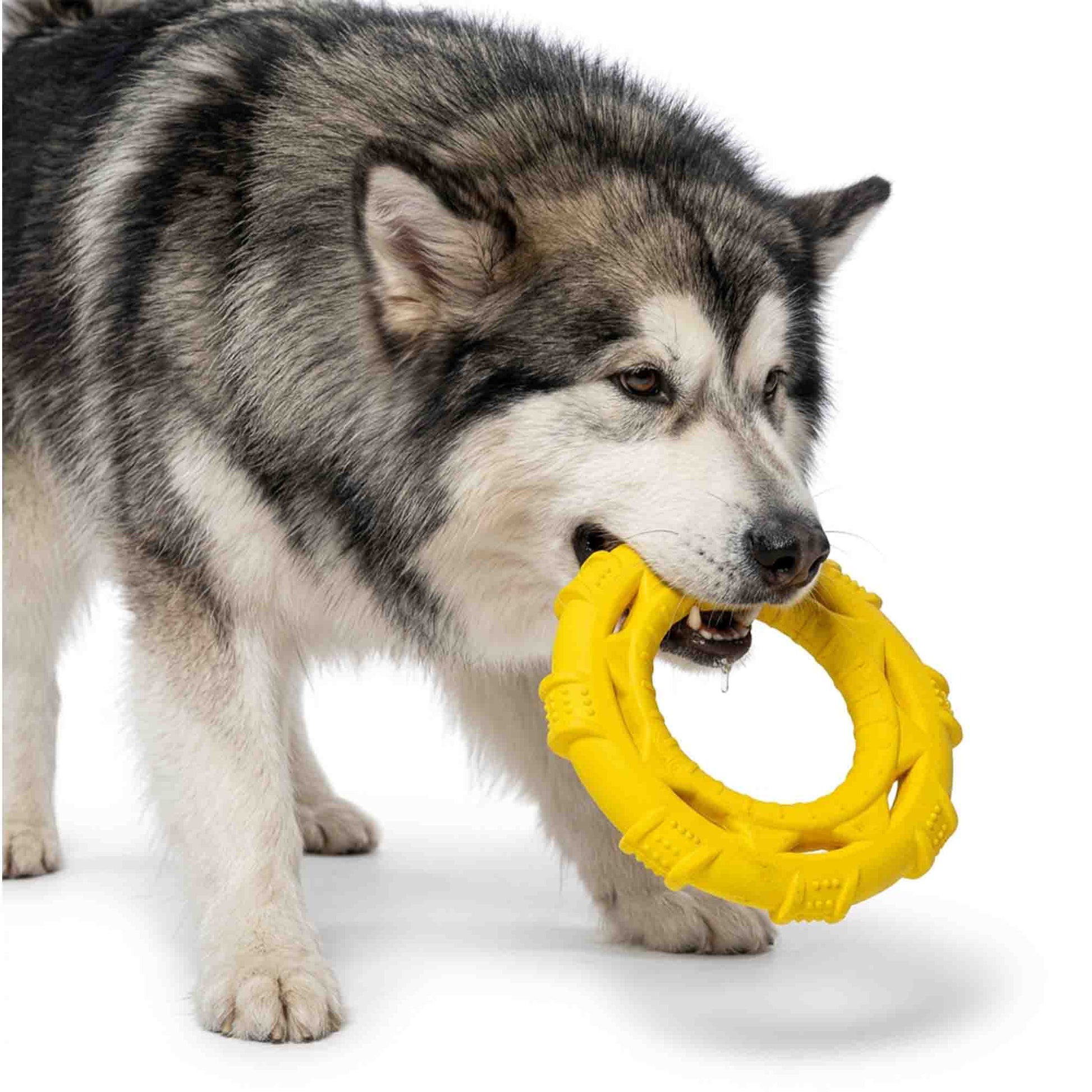 Husky dog playing with yellow durable TPR frisbee ring toy – perfect for fetch, tug, and dental benefits with strong chewers