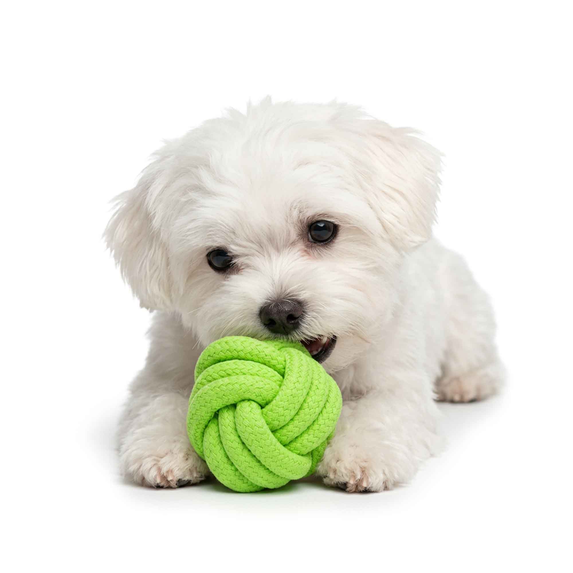 Maltese dog jumping to catch green knots ball rope toy – bouncy durable polyester ball great for fetch and high-energy play