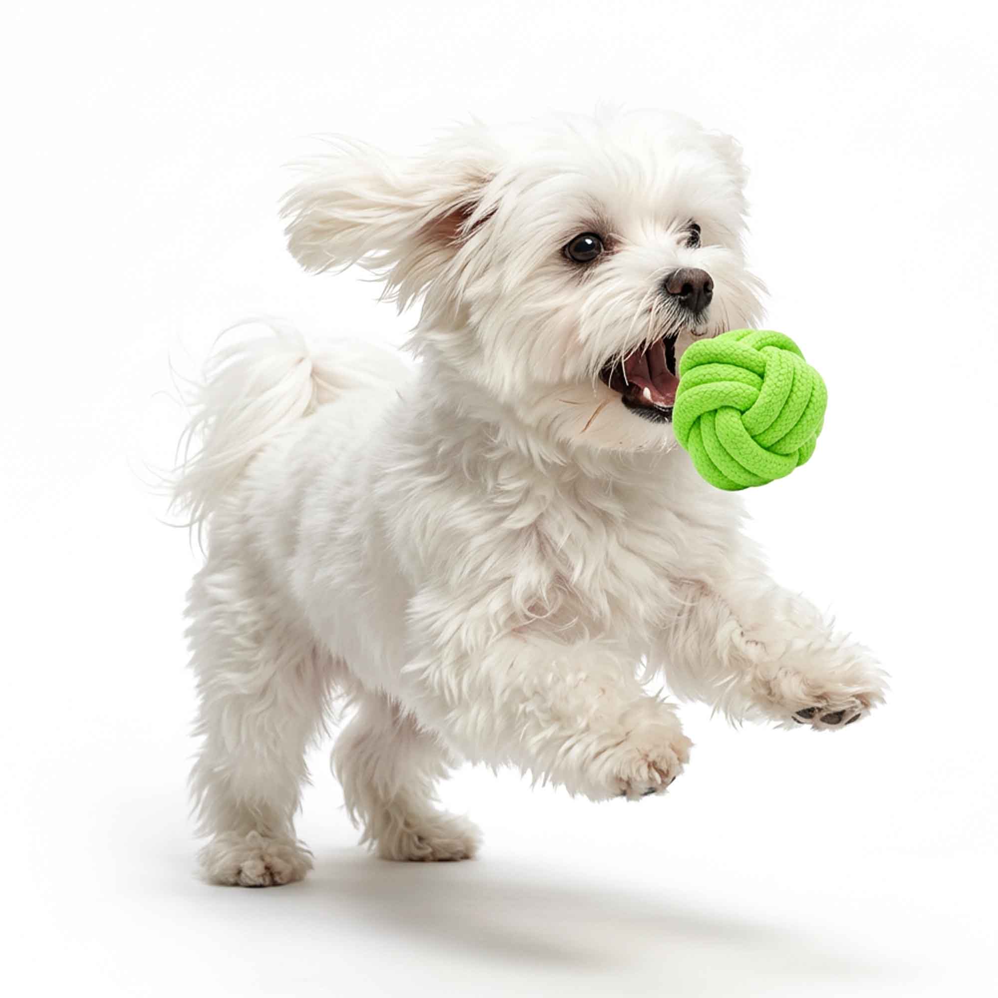 Maltese dog chewing green knots ball rope dog toy – tough polyester knots ball helps clean teeth and satisfy natural chewing instincts