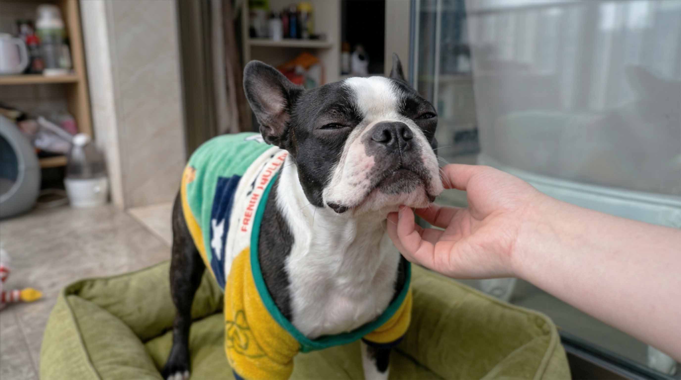 Cute Boston Terrier wearing a colorful jacket being gently petted – perfect example of a Non-Sporting Group breed enjoying comfort and affection