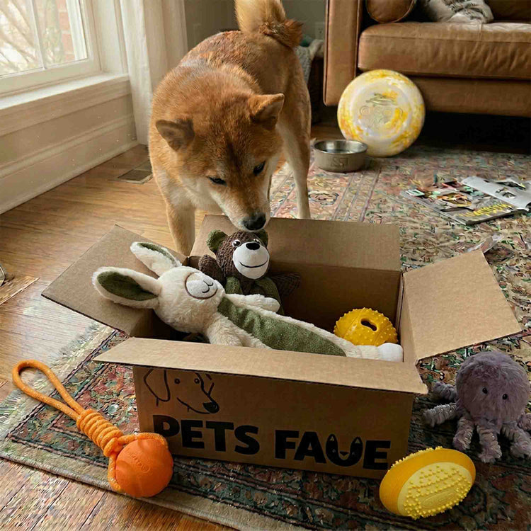 Curious Shiba Inu investigating PetsFave toy bundle box filled with plush, chew, and fetch toys – great for picky dogs
