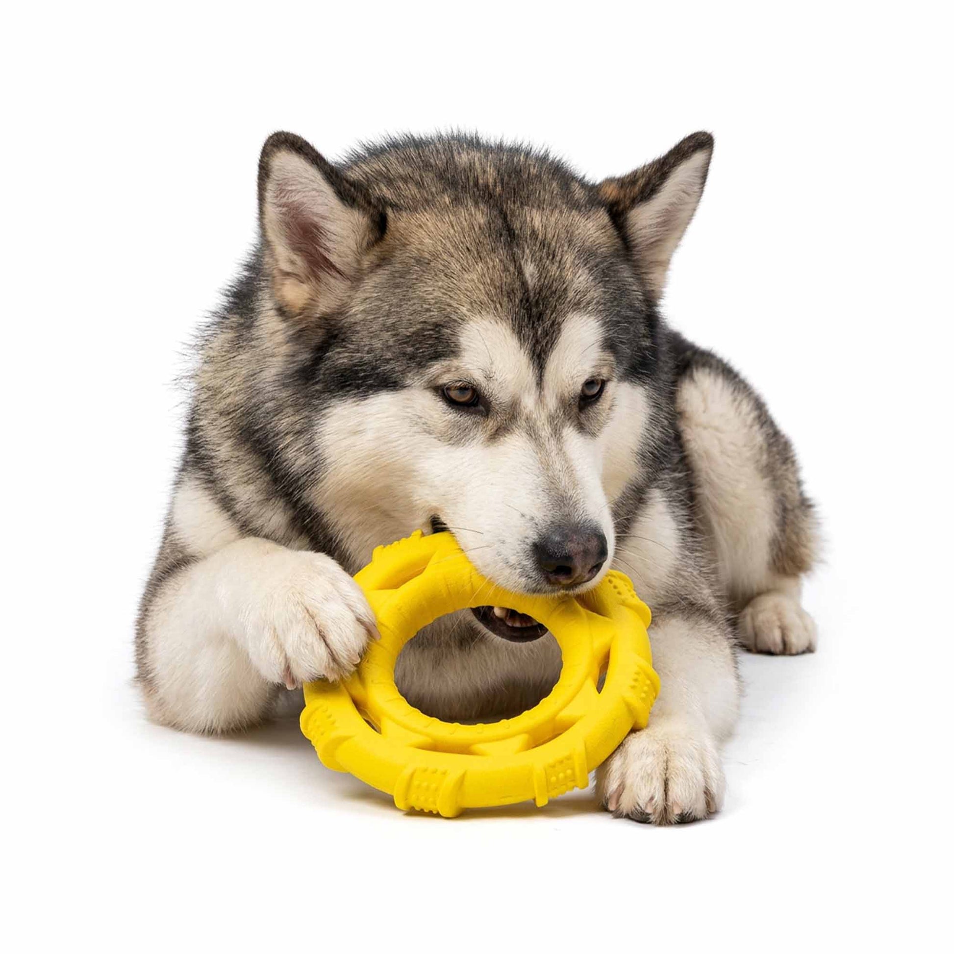 Strong chewer dog carrying durable TPR dog frisbee ring toy in yellow – soft nubs clean teeth while playing fetch