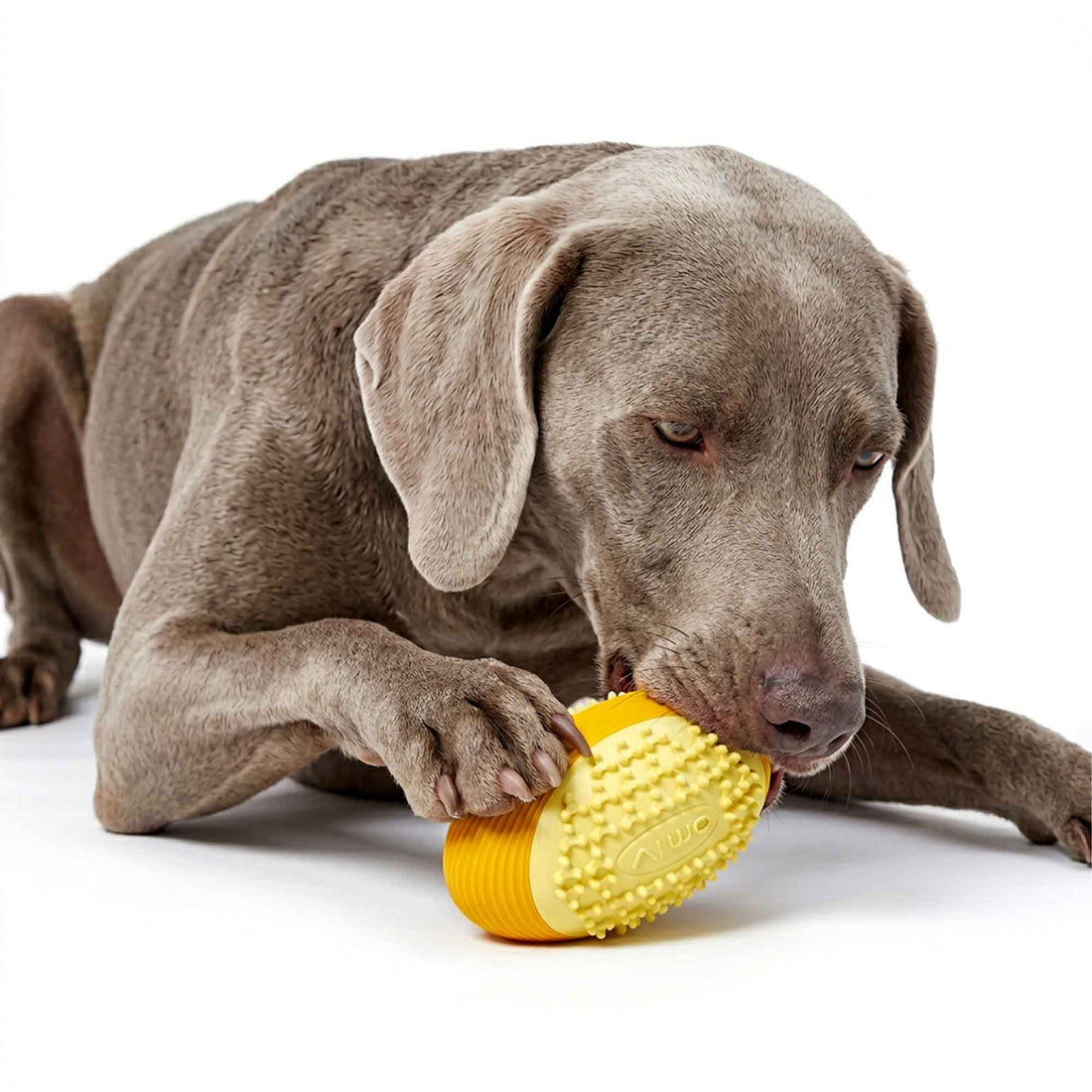 Weimaraner dog chewing Foodball squeaky toy – soft nubs clean teeth and massage gums while the built-in squeaker keeps play exciting