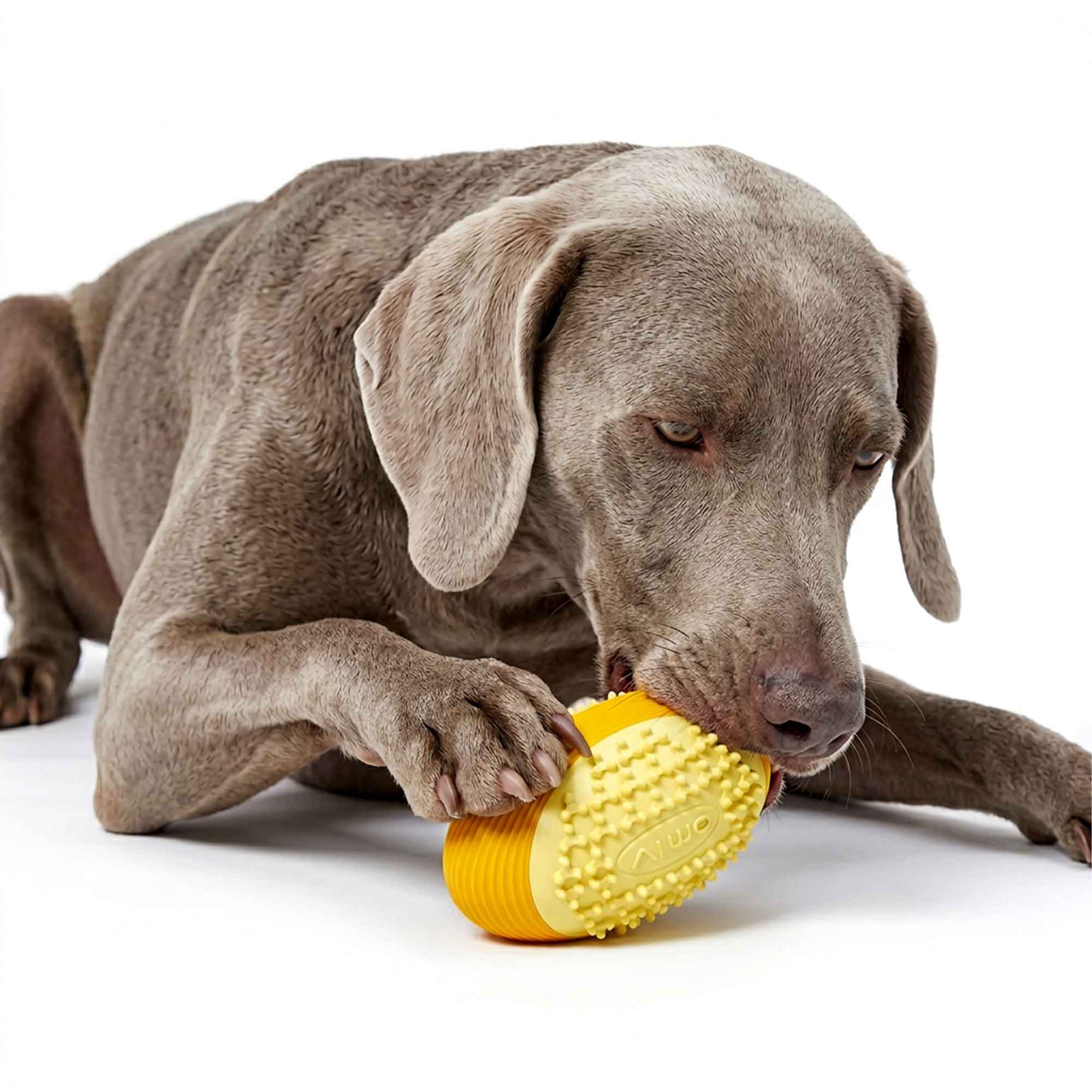 Weimaraner dog chewing Foodball squeaky toy – soft nubs clean teeth and massage gums while the built-in squeaker keeps play exciting